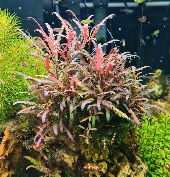 HYGROPHILA PINNATIFIDA (HYGROPHILA PINNATIFIDA)