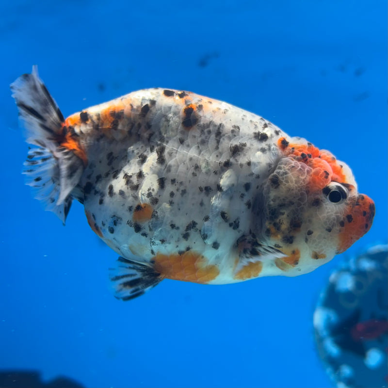 Thai Ranchu Tri-Color Calico 3.5” Body Female(CK-939)R2C03
