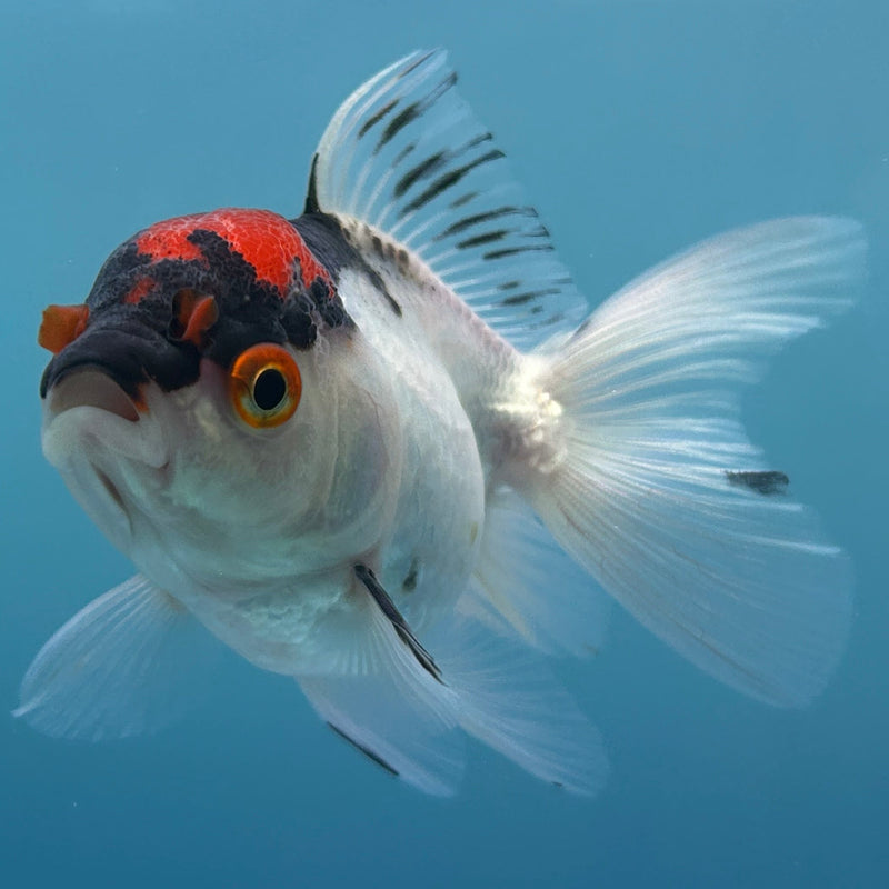 Thai Tri-Color Oranda 2“ Body Female (JCD-129) R4B11