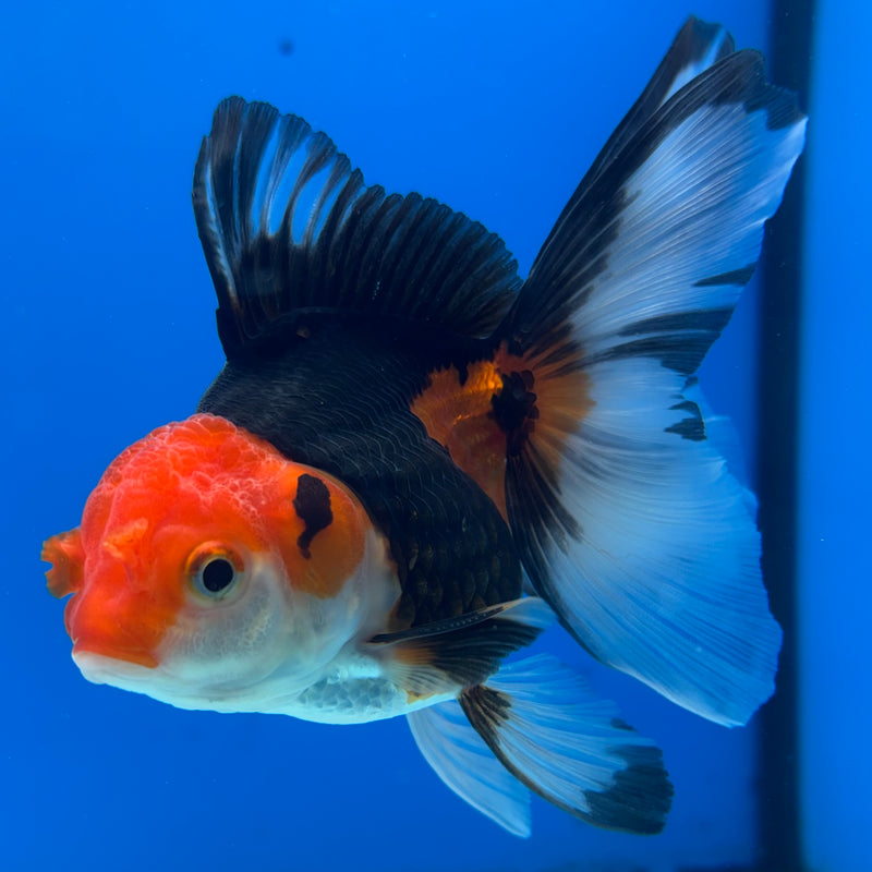 Thai Oranda Apache 3” Body Male(CK-1402)R1B09
