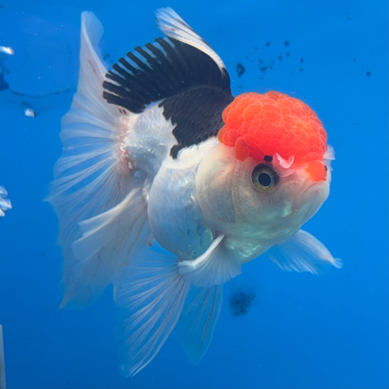 Thai Oranda Tri-Color 3.5” Body Female(CK-921)R1BLUETUB4