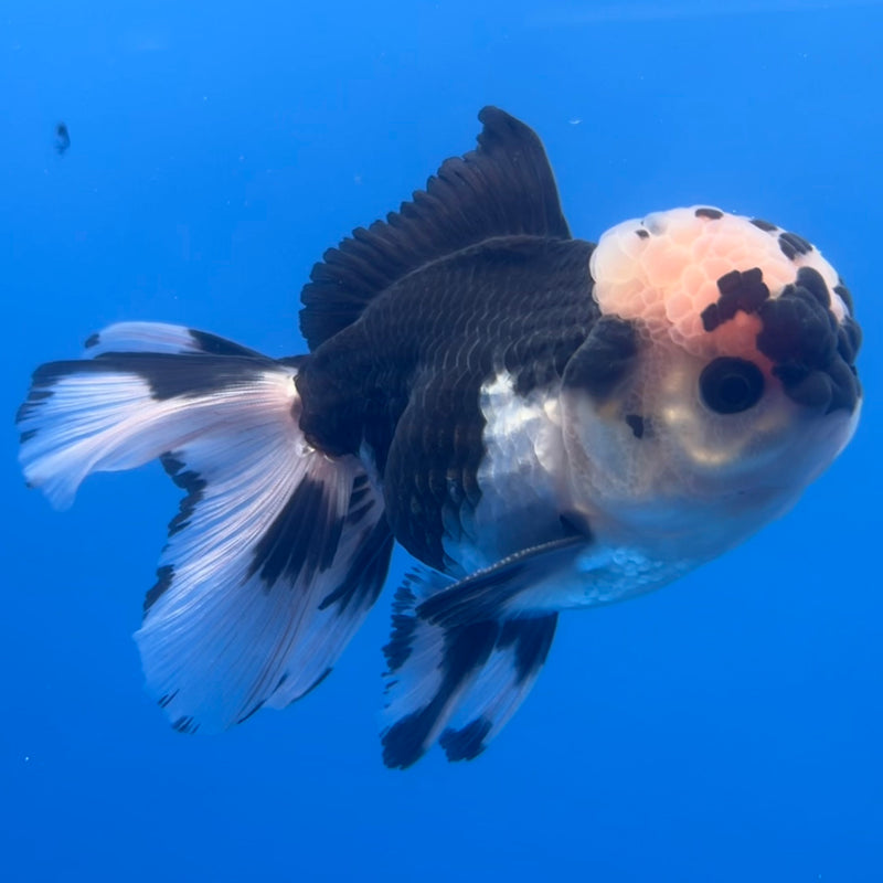Thai Oranda Panda 3” Body Male(CK-1222)R1A09