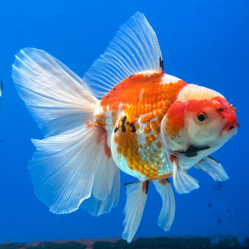 Thai Oranda Orchid Tail Tri-Color/Apache 4” Body Male(CK-1194)SHOWTANK