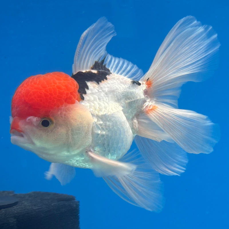 Thai Oranda Tri-Color 3.5” Body Male(CK-930)R1BLUETUB4