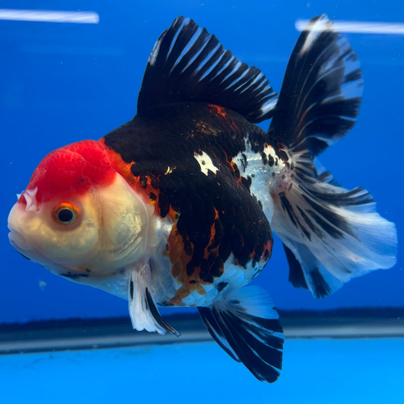 Thai Oranda JUMBO Tri-Color 4” Body Female(QGF-CK-1325)BLUETUB1