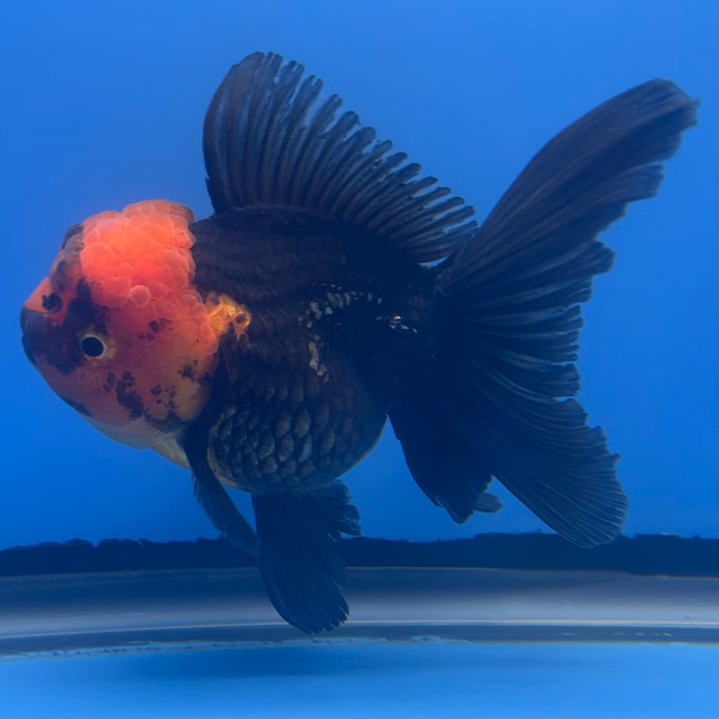 Thai Oranda Apache 3” Body Female(CK-660)R1B11