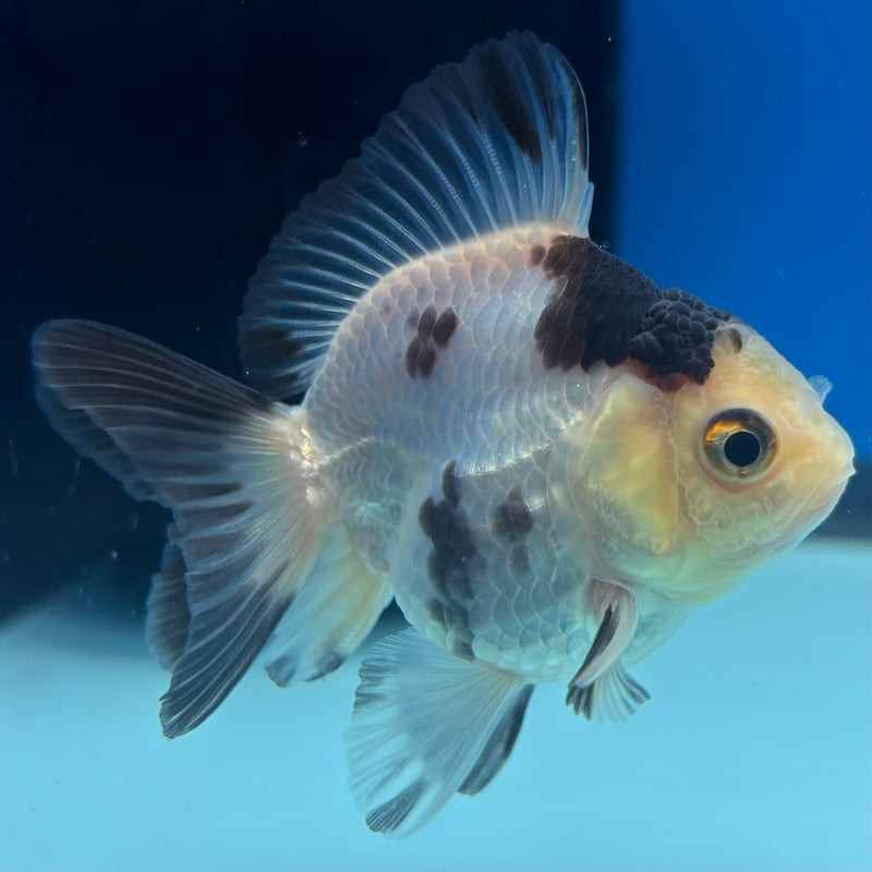 Thai Oranda NOK Panda 2” Body Male(NOK-CK-1188)R3B14
