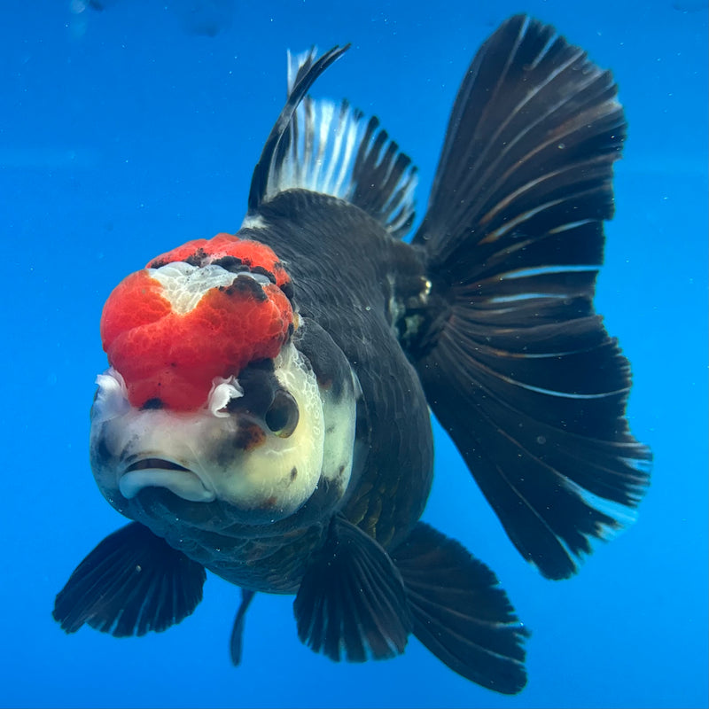 Thai Oranda Tri-Color 4” Body Female(CK-1489)R2B19