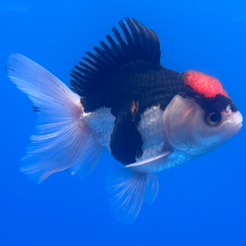 Thai Oranda Tri-Color 2.5” Body Male(CK-1252)R3B08