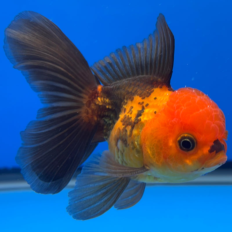 Thai Oranda Apache 2.5” Body Male(CK-1304)R3B17