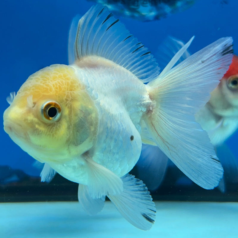 Thai Lemon Head Oranda 2”Body Female (JCD-172)R3B17