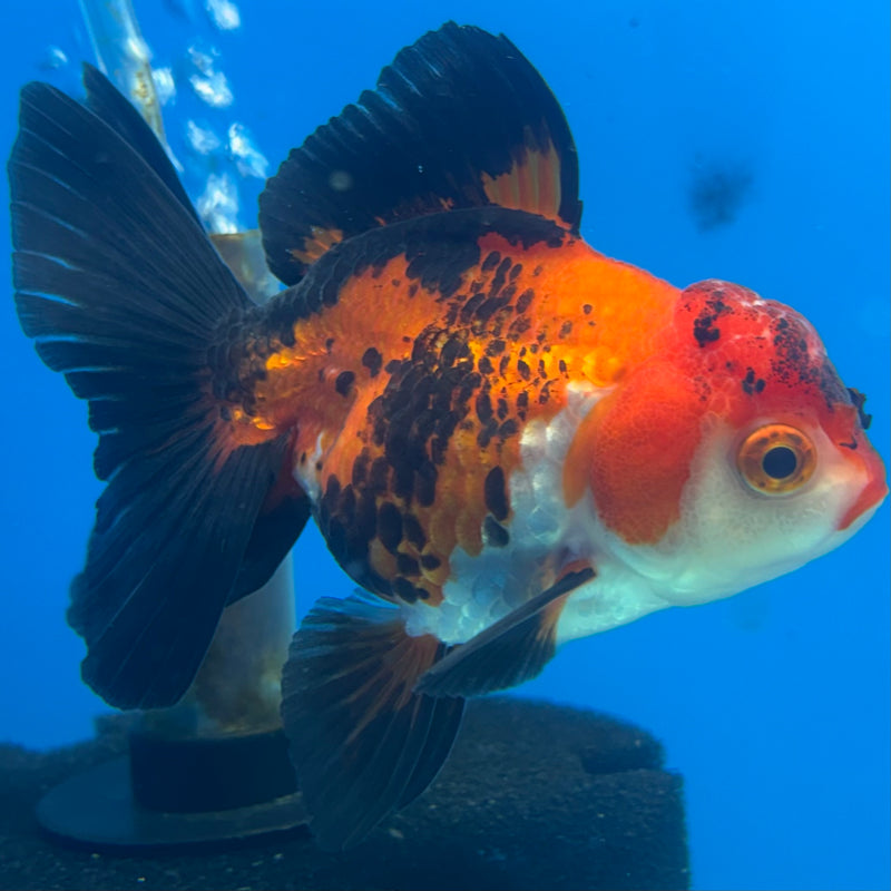 Thai Oranda Apache 3” Body Female(CK-871)R3A16
