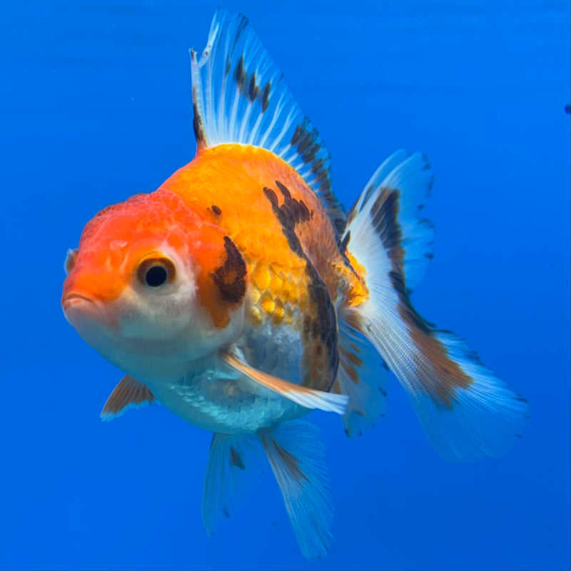 Thai Oranda Tri-Color/Apache 2.5” Body Male(CK-856)R3B17
