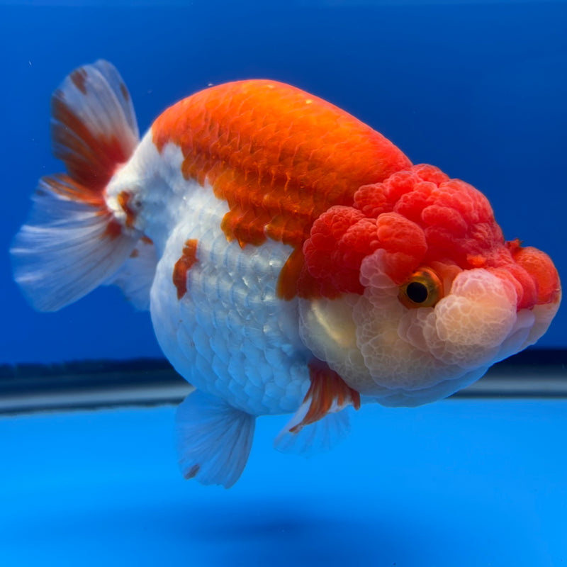 Thai Ranchu Lionchu Super Jumbo Red/White 5” Body Female(CK-763)SHOWTANK
