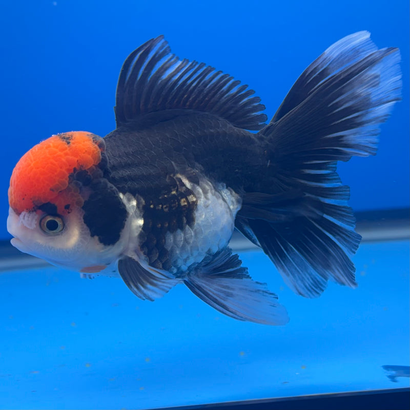 Thai Oranda Tri-Color 3” Body Female(CK-790)R1A10