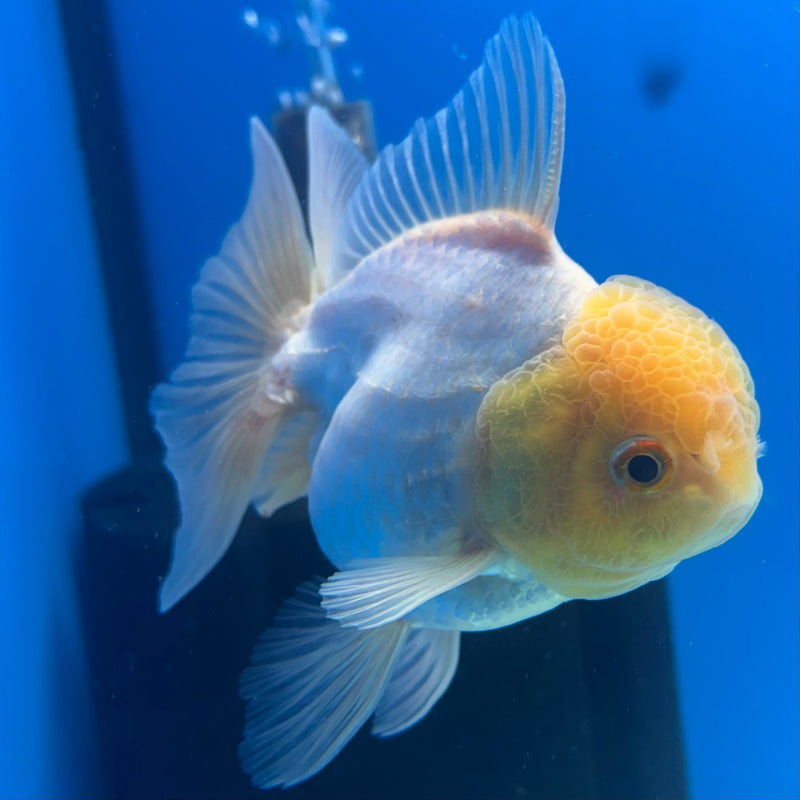 Thai Oranda Lemon Head White 3” Body Male(CK-901)R3A12