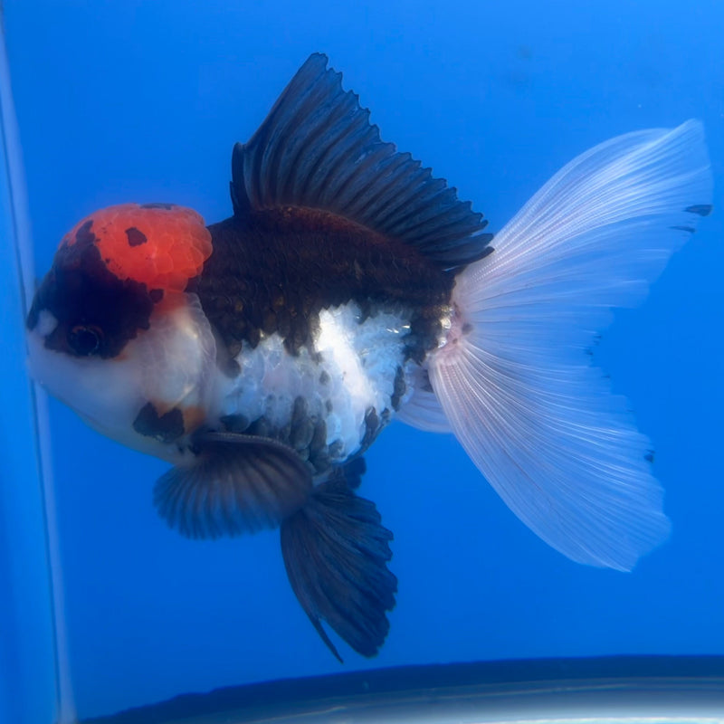 Thai Oranda Tri-Color 3.5” Body Male(CK-653)R1A12