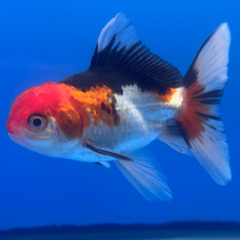 Thai Oranda Tri-Color/Apache 2.5” Body Male(CK-1253)R3B08