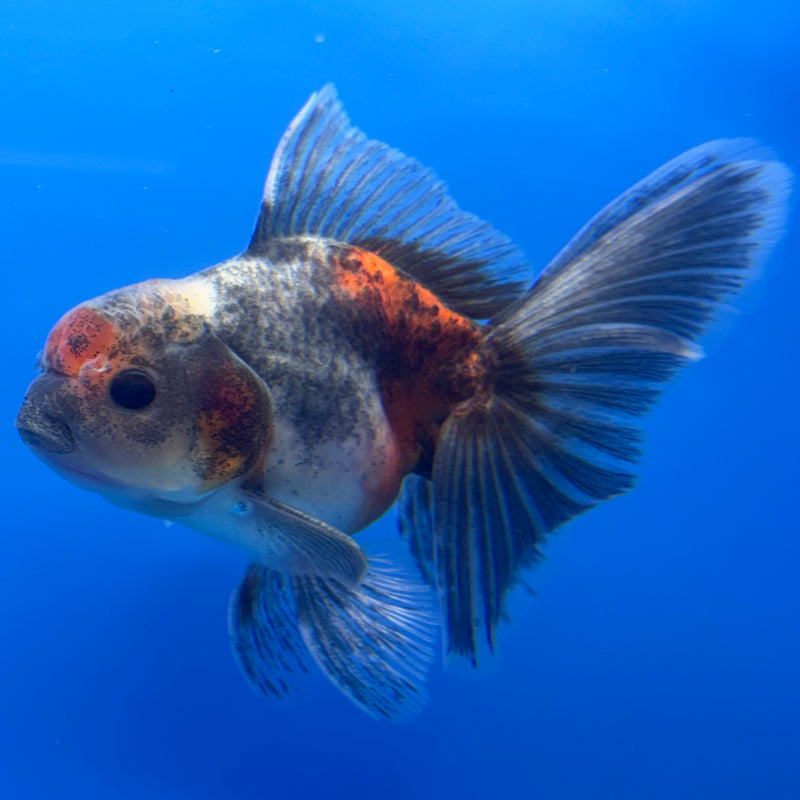 Thai Oranda SHOGUN 3” Body Male(CK-732)R1B01