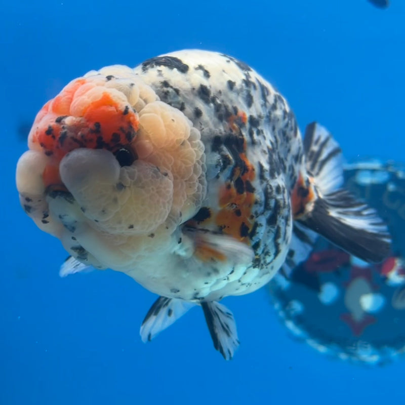 Thai Ranchu White Tiger 4” Body Male(CK-1209)BLUETUB1