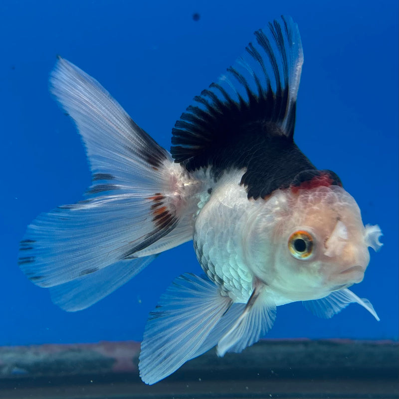 Thai Oranda Tri-Color 2.5” Body Female(CK-1014)R3B15