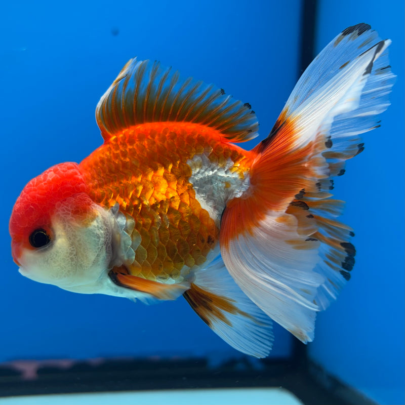 Thai Oranda Tri-Color/Apache 2.5” Body Male(CK-857)R3B17