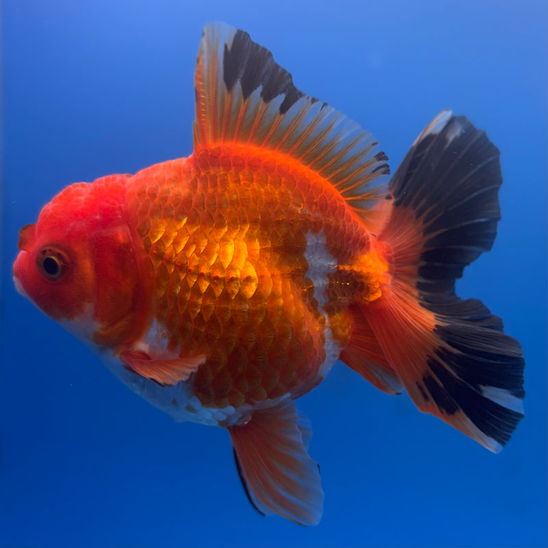 Thai Oranda Apache 3” Body Male(CK-702)R1A05