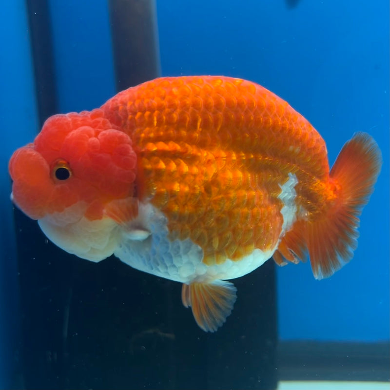 Thai Ranchu Red/White 3.5” Body Male(CK-1132)R1A07