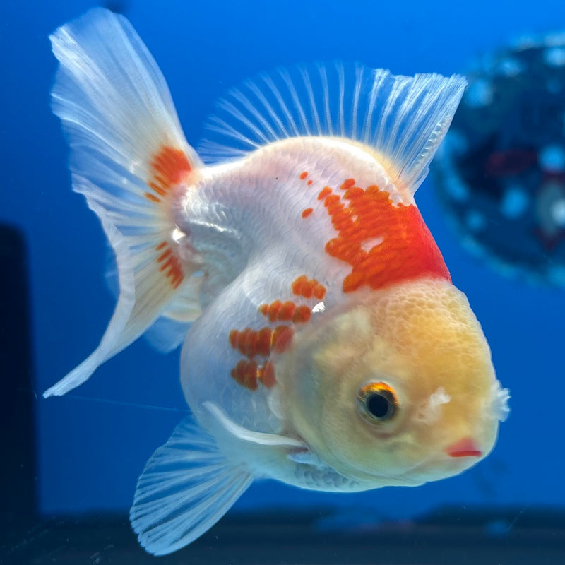 Thai Oranda Lemon Head Red/White 2.5” Body Female(CK-852)R3B18