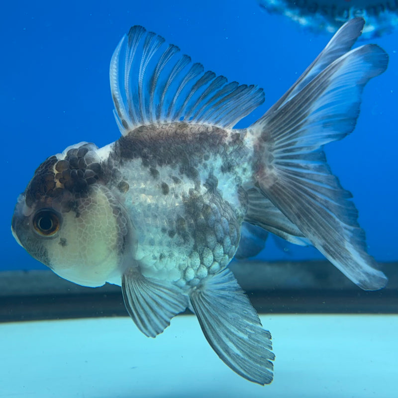 Thai Oranda Panda 2.5” Body Female(CK-1011)R3B15