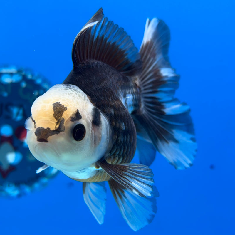 Thai Oranda Panda 2.5” Body Male(CK-854)R3B17