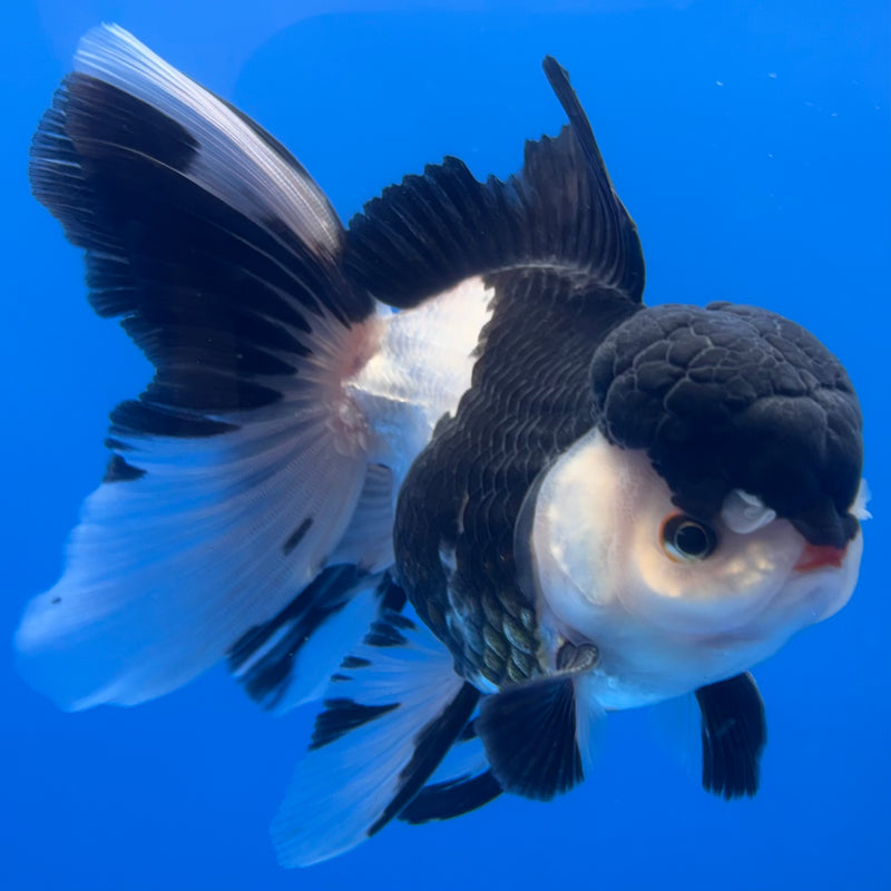 Thai Oranda JUMBO Panda 4” Body Male(CK-1372)R1B12