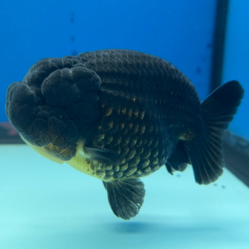 Thai Ranchu SPECIAL COLOR Apache 3.5” Body Male(CK-1113)R1A04