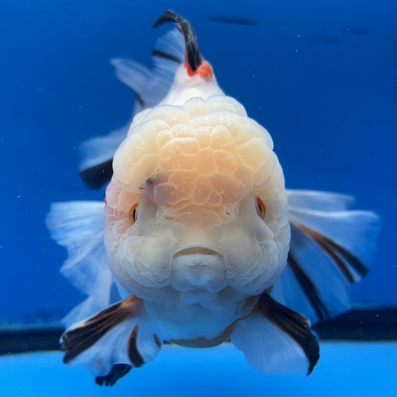 Thai Oranda Tri-Color RoseTail 4.5” Body Female(NKT-CK-1034)SHOWTANK2