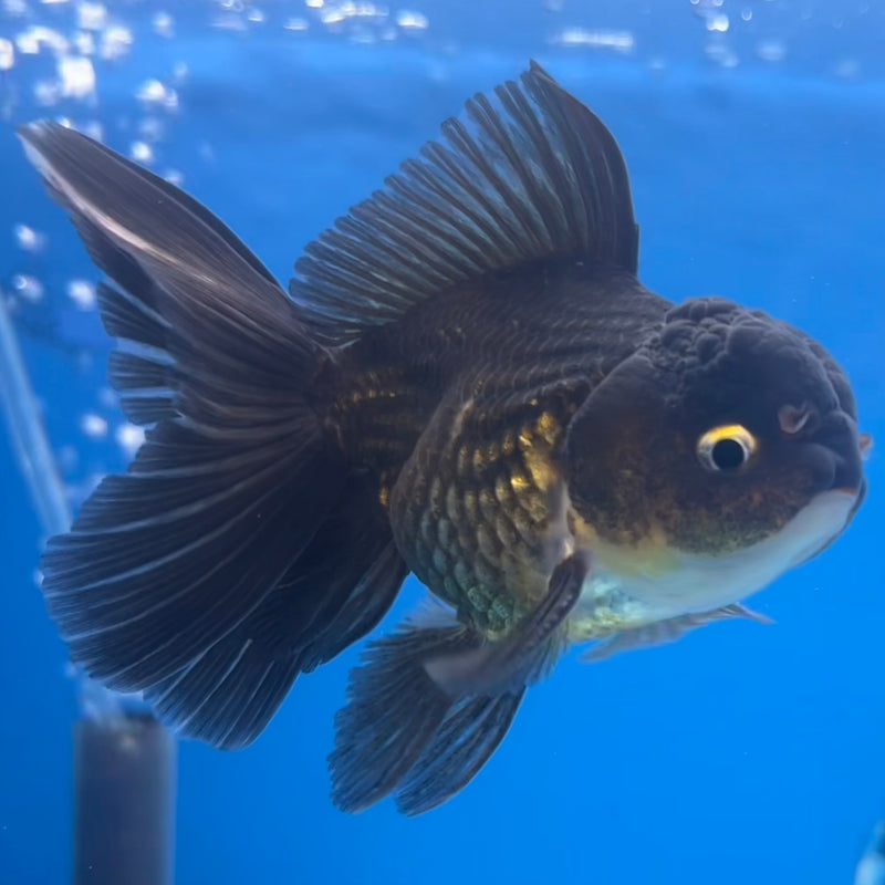 Thai Oranda Black Body Red Cap/Tri-Color 2.5” Body Male(CK-1296)R3B19