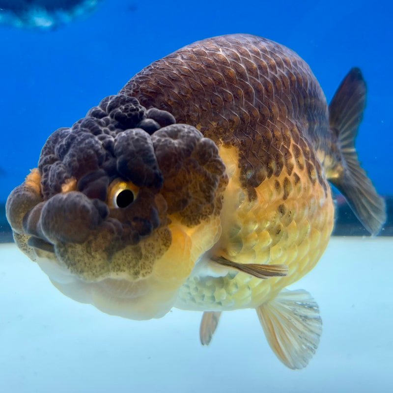 Thai Ranchu SPECIAL COLOR Apache 3.5” Body Male(CK-1109)R1A04