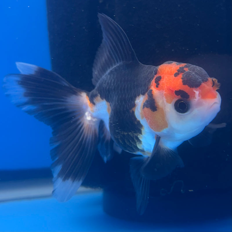 Thai Oranda Apache 2.5” Body Female(CK-1260)R3B11