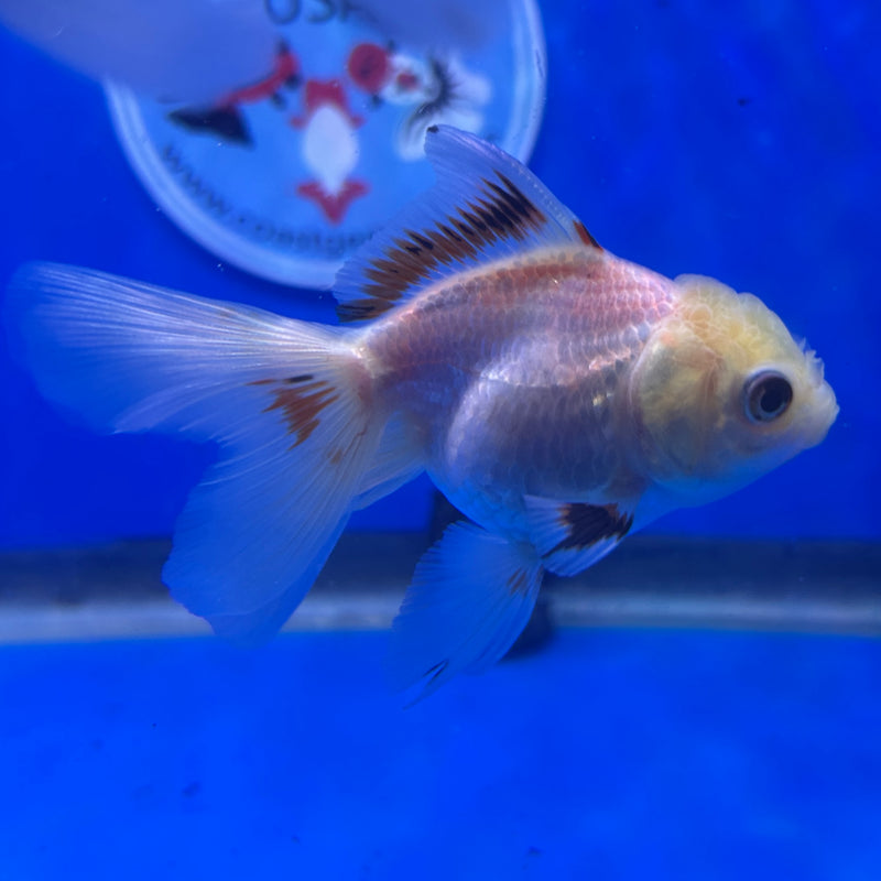 Live Premium Fancy Goldfish Thai Oranda Panda 2.5" Body Male(JC-284) R4C04