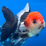 Thai Oranda Tri-Color 3” Male(CK-1625)R2A07