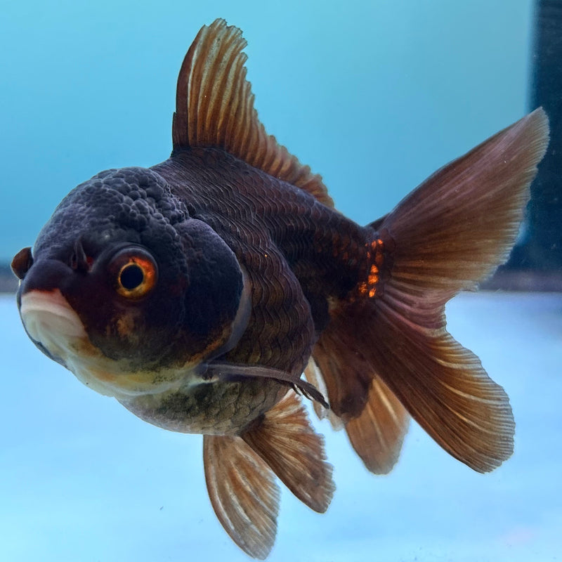 Thai Black Oranda 2.5”Body Female (JCD-077)R4C06
