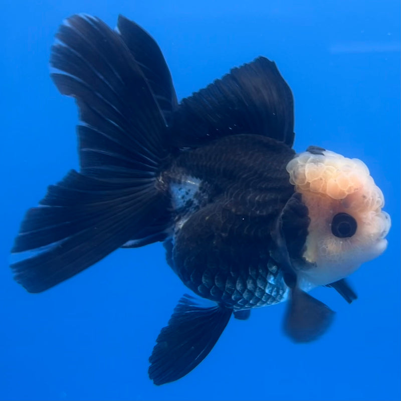 Thai Oranda Panda 3” Body Female(CK-1217)R1A09