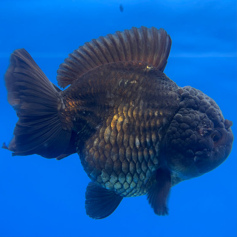 Thai Oranda JUMBO Full Black 4” Body Male(QGF-CK-1341)BLUETUB1