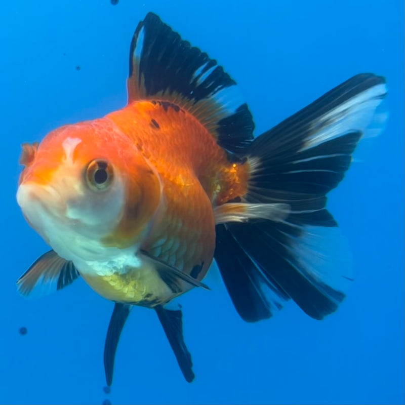 Thai Oranda Apache 2.5” Body Male(CK-1423)R3B19