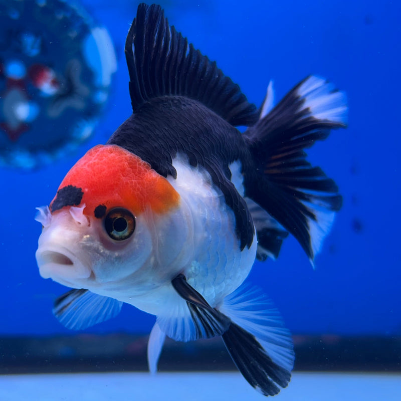 Thai Tri-Color Oranda 3“Body Female (JCD-116)R4B05
