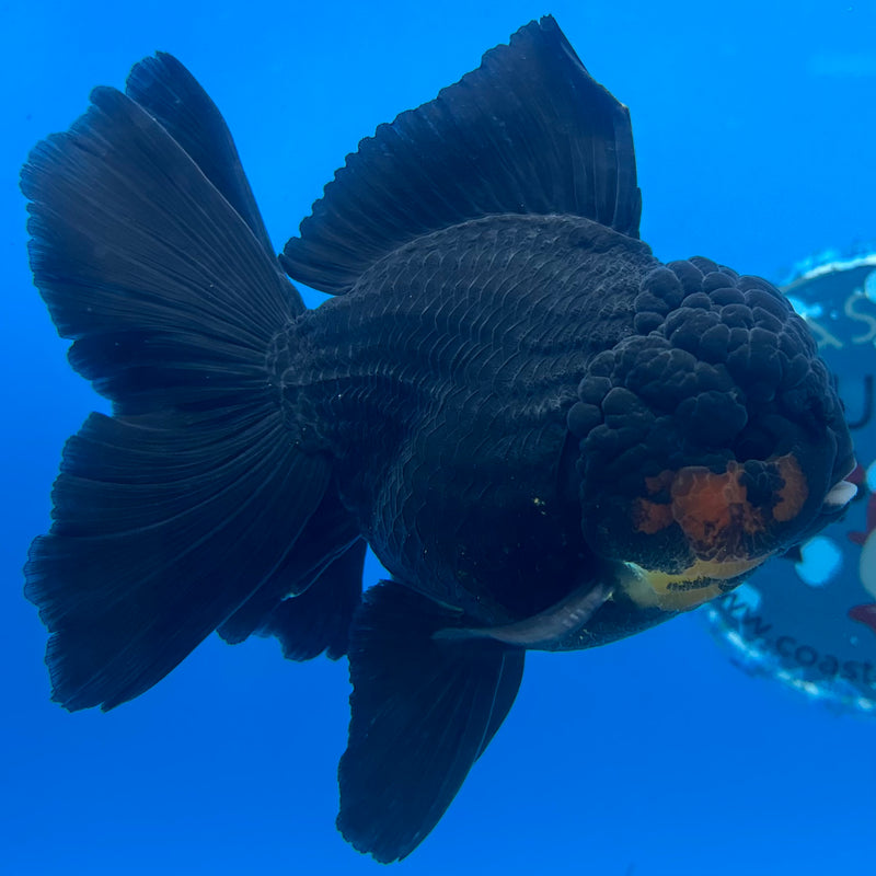 Thai Oranda Black Body Red Cap 3” Body Male(CK-1510)R2A04
