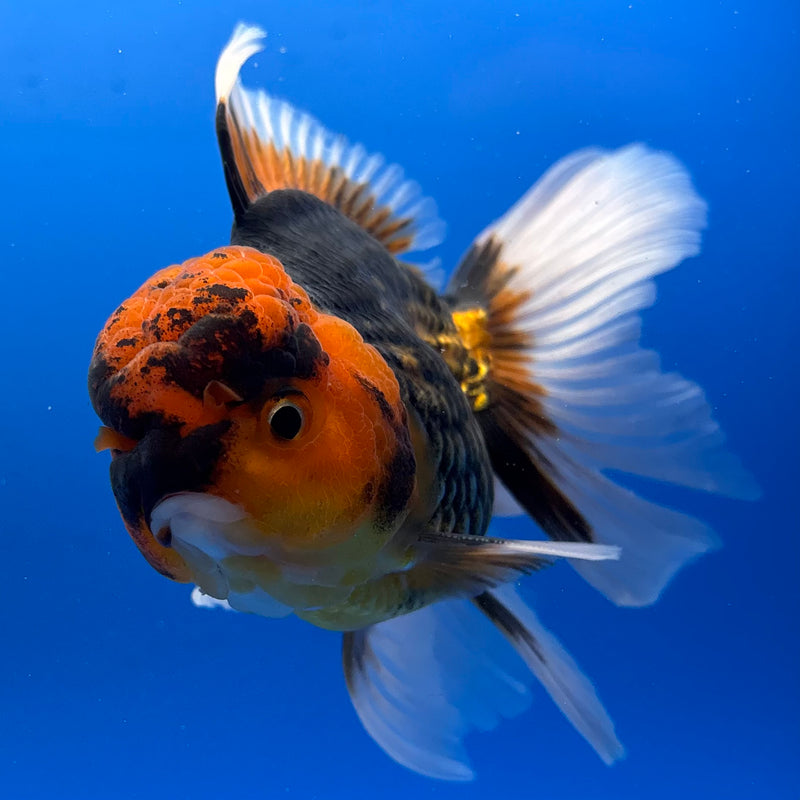 Thai Oranda Apache 3.5” Body Male(CK-933)R1BLUETUB4