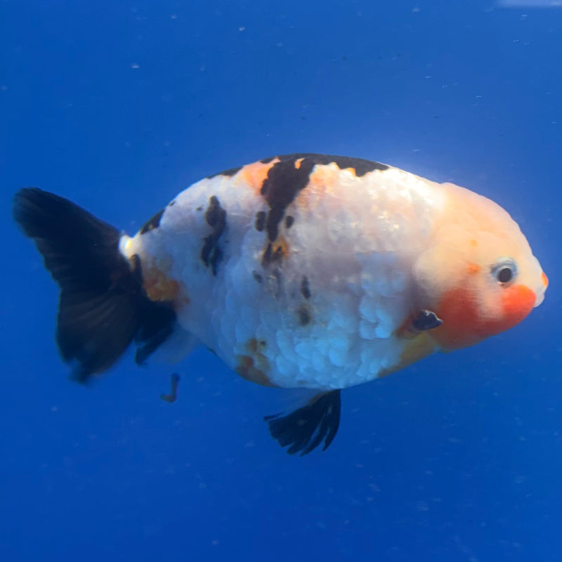 Chinese Ranchu Tri-Color Sakura 3.5in Female (FEB-310)R2A06