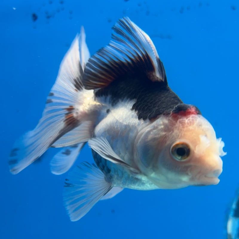 Thai Oranda Tri-Color 2.5” Body Female(CK-1014)R3B15