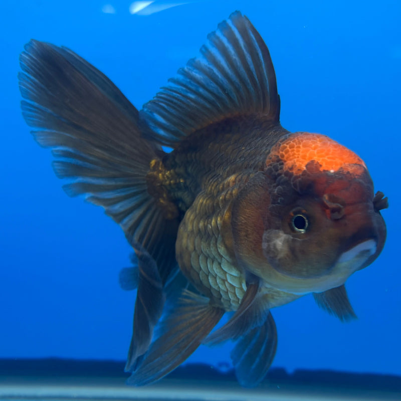 Thai Oranda Black Body Red Cap 3” Body Female(CK-674)R1B10