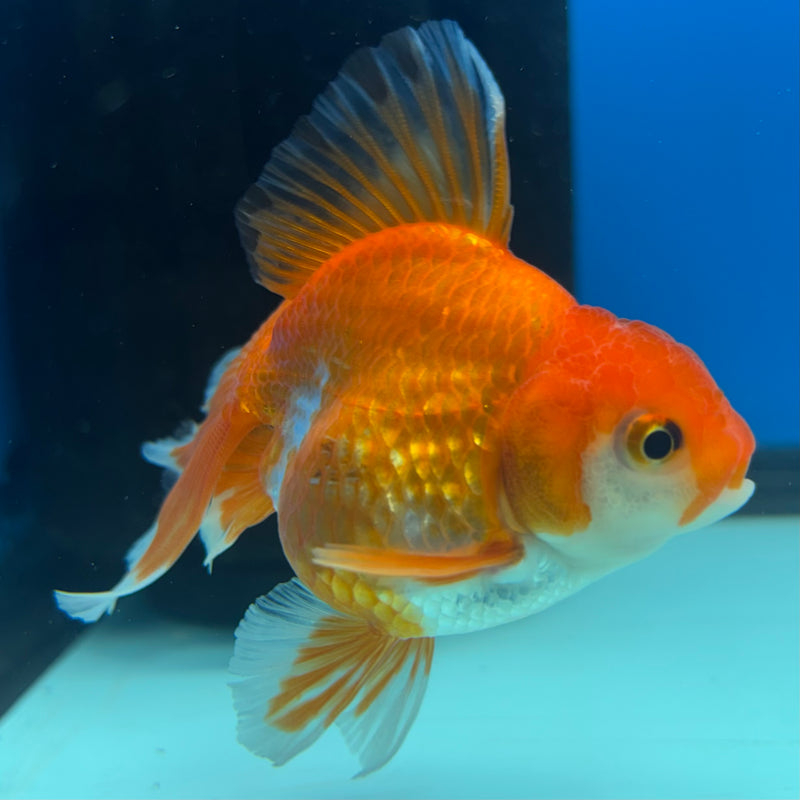 Thai Oranda Tri-Color 2.5” Body Female(CK-862)R3B16